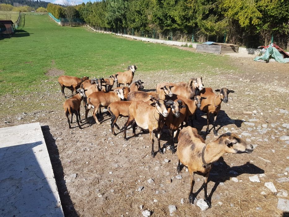 Barany i owce kamerunskie