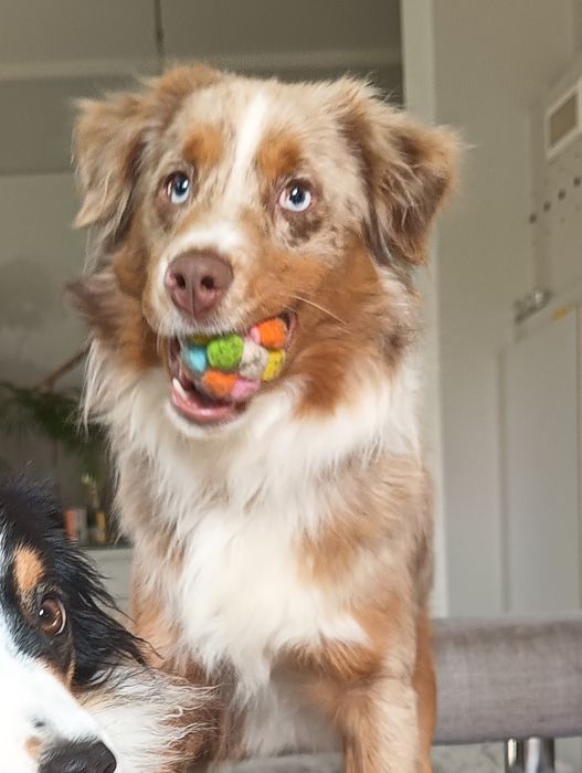 Owczarek australijski