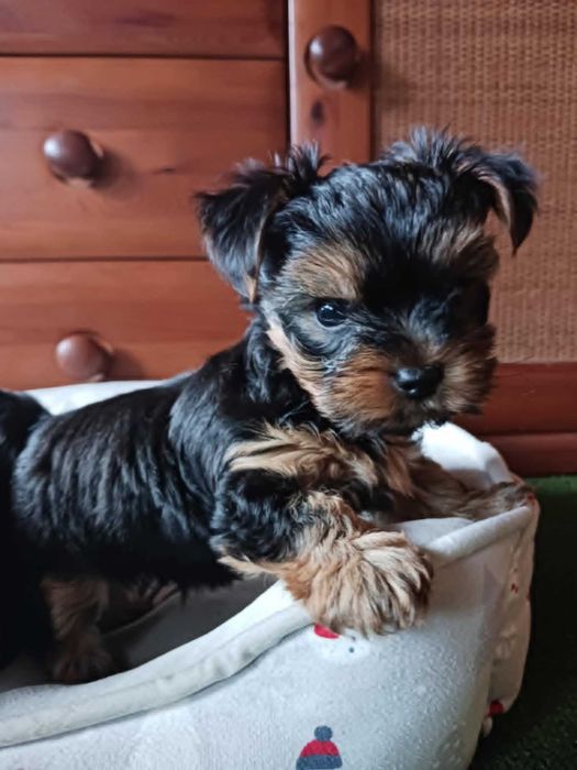 Yorkshire Terrier szczeniak
