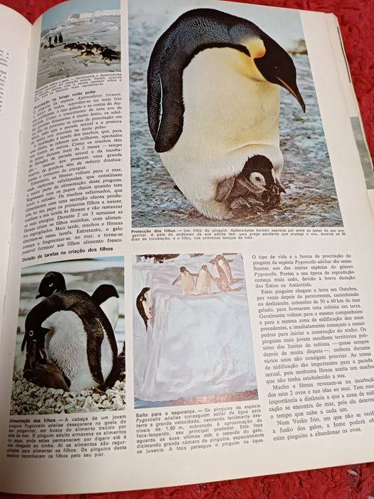 Livro Animais da Terra