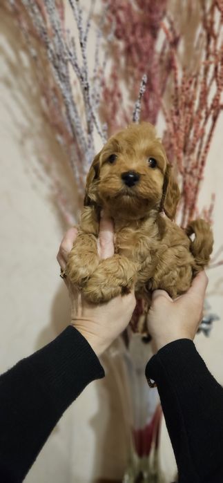 Мальчишки мальтипушки