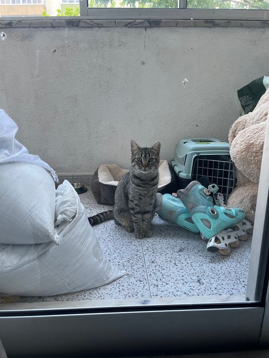 Gata de 5 meses para adoção