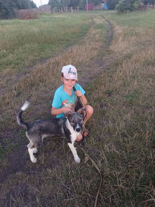 Собака шукає люблячу родину