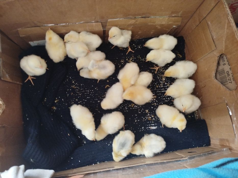 Продам курчат підрощених