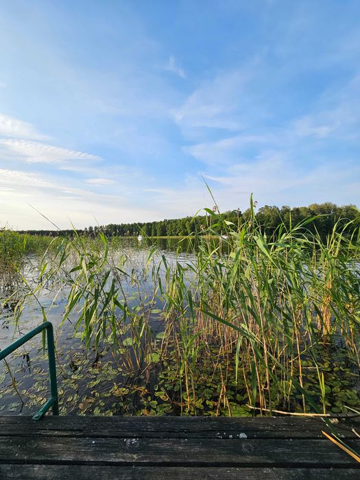 Głusza nad jeziorem Kisajno