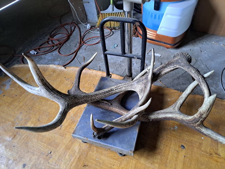 Poroża byków,5,30 waga