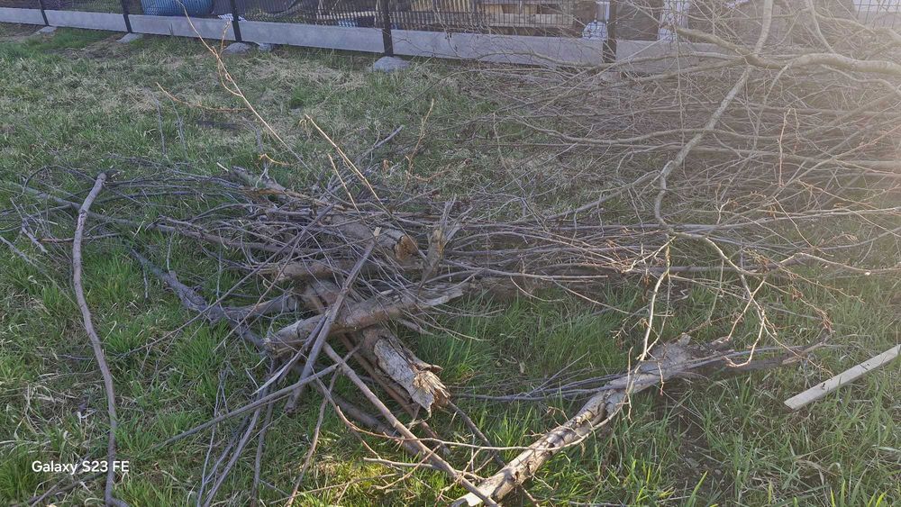oddam za darmo drewno, gałęzie i palety