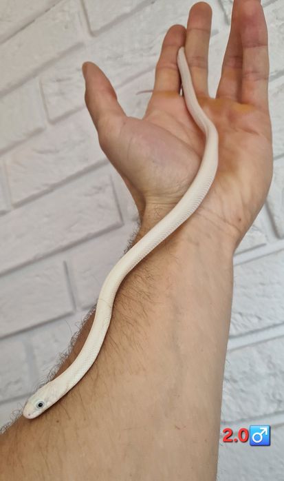 Wąż Leucistic samce I samiczki młode jak zbożowy
