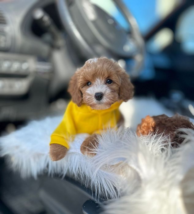 Карамельні дівчатка і хлопчики. Мальтіпу ф1 . Чіпи є. . Дзвоніть