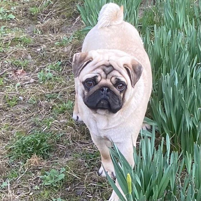 Мопс бежевий для вяз"ки