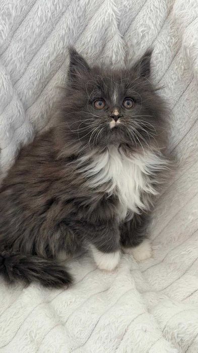 gatinha   MAINE COON