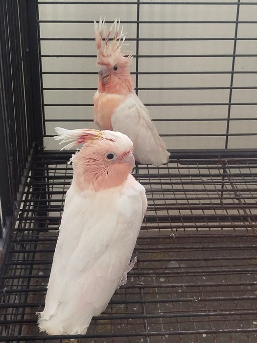 Cacatua inca ...