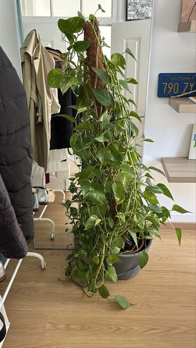 Planta Jibóia grande