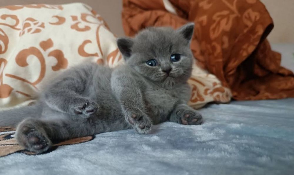 Продам котят шотландцев