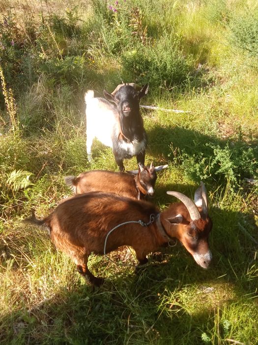 Vendo Cabras Anãs