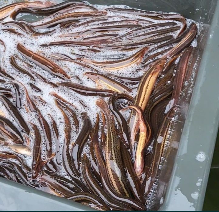 Продам в'юна для розведення.