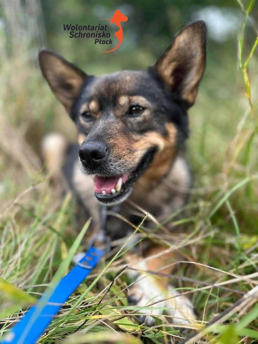 Cudowna suczka szuka domu!