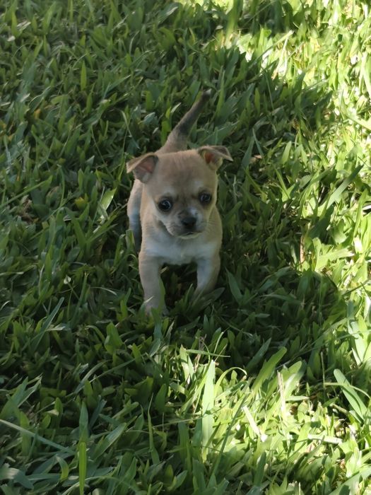 Fêmea Chihuahua disponível