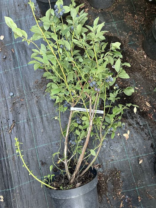 Лохина. 2 річна. Була з плодами