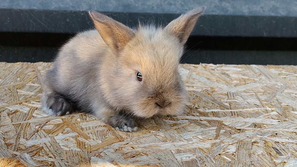 Malutkie Króliczki MINI LOP odrobaczone zaszczepione