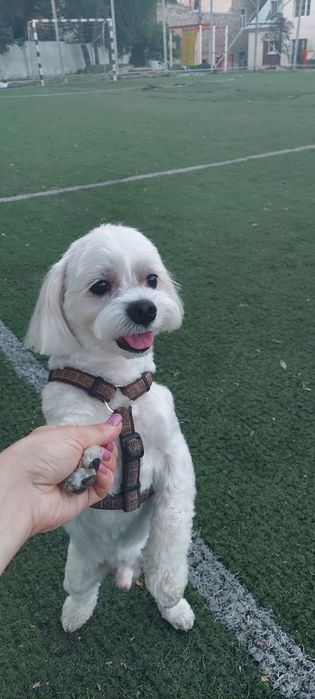 Шукаю дівчинку для злучки