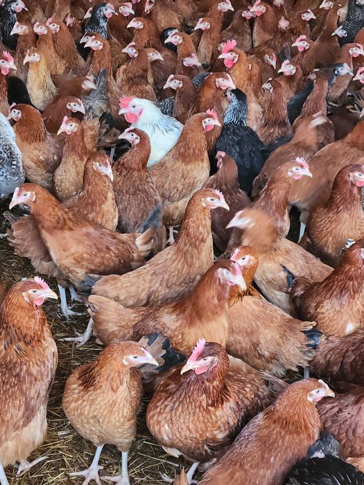 Kury nioski młode ROSA1 Messa Leghorn kurki z dowozem do klienta