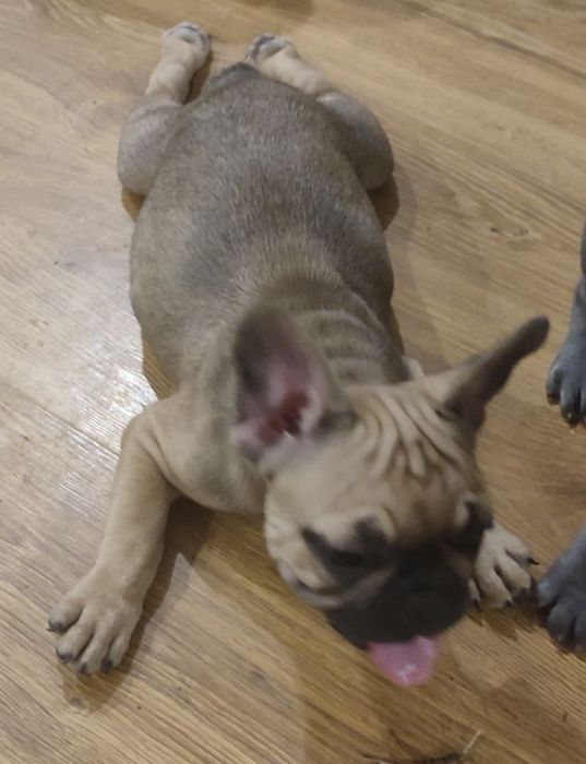 Французький бульдог