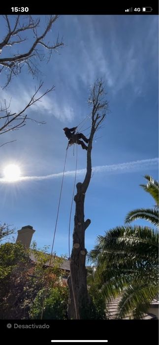 Limpeza de matos e abate de arvores
