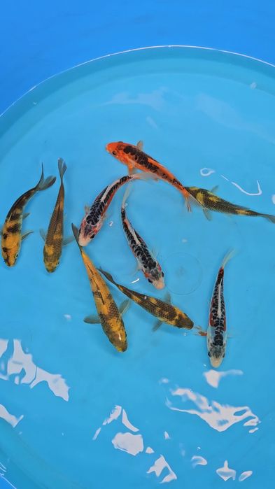 Carpas koi - 13/17 cm - tosai