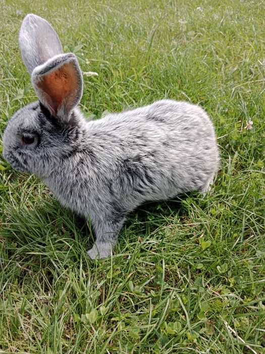 Samiec WJS rodowód wysyłka