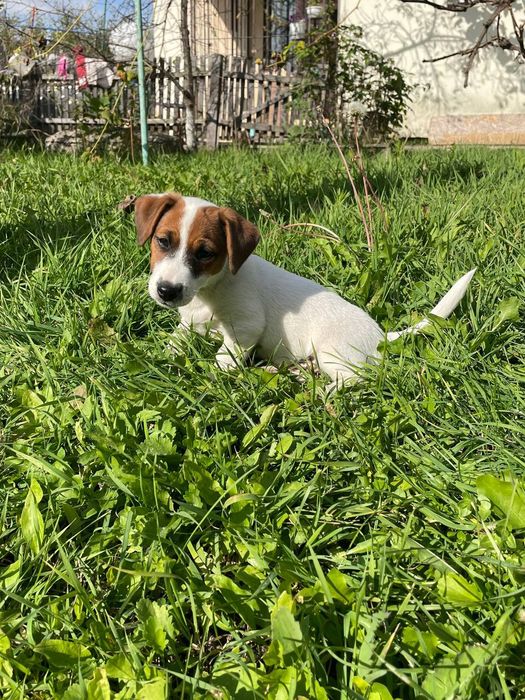 Дівчинка Джек Рассел