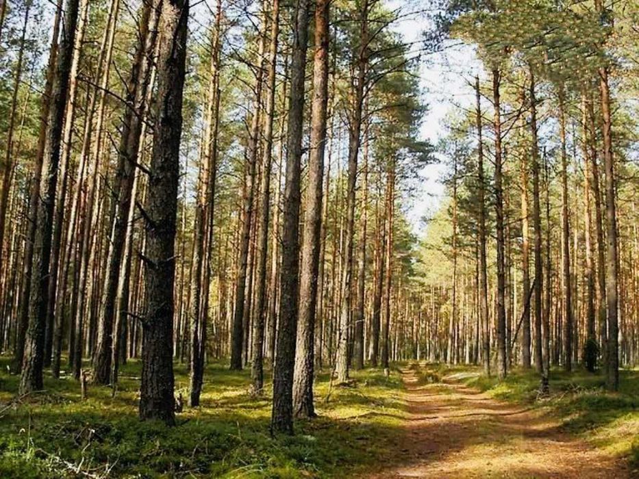 Елітна земельна ділянка в Соснівці на березі річки!