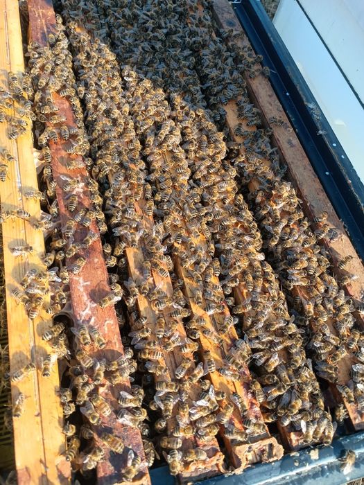 Rodzina pszczela na ramce Dadant. Ul Dadant. Pasieka Hobbystyczna