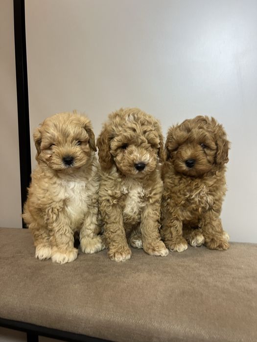 Мальтипу Ф1 той пудель хлопчики
