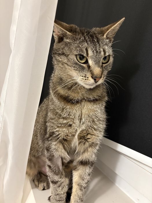 Dorosła kotka do adopcji