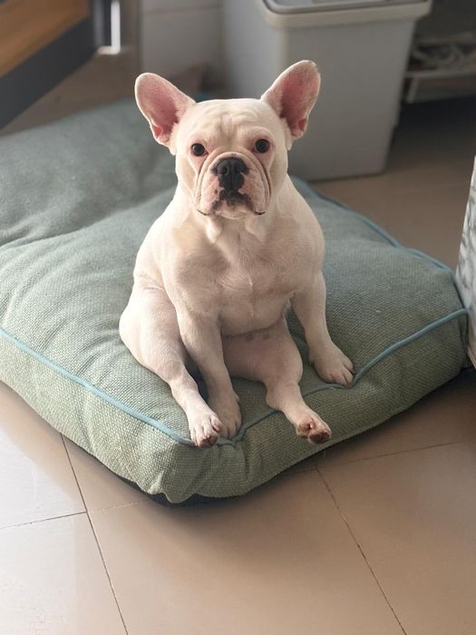 Bulldog fêmea para adoção