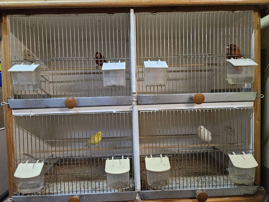 Kanarki młode  na śpiewie