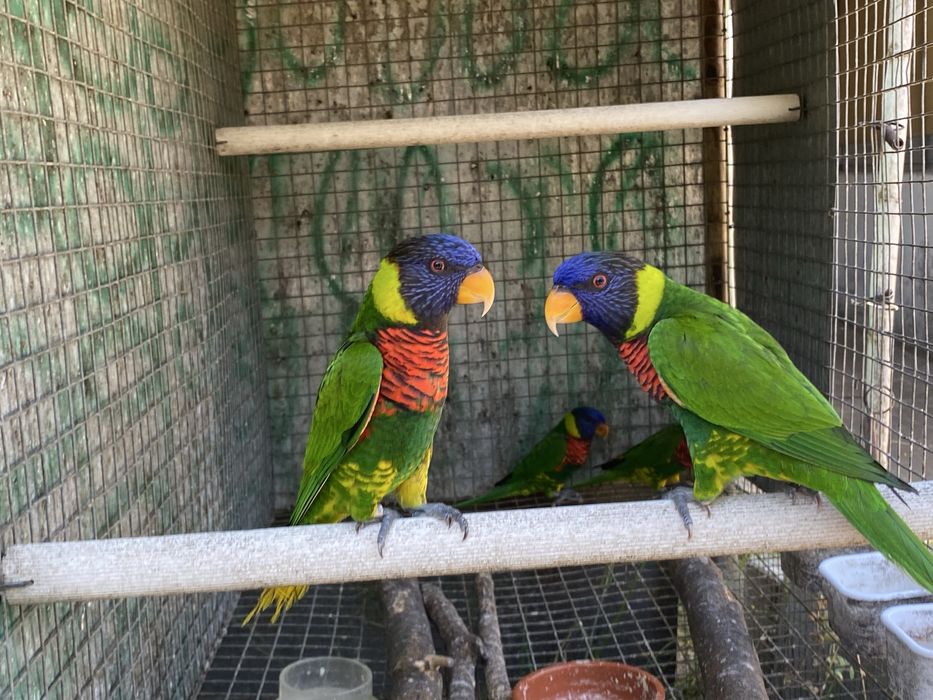 Casais Loris arco iris 2025