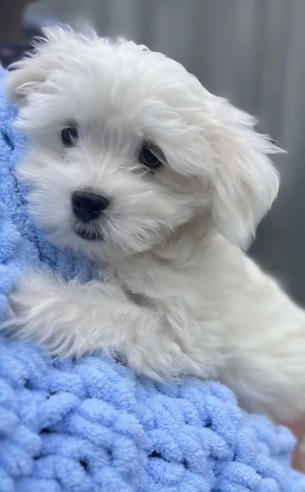 Bichon Maltês Macho