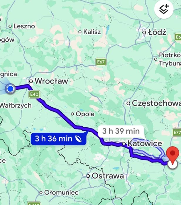 Gołębie pocztowe gołąb pocztowy