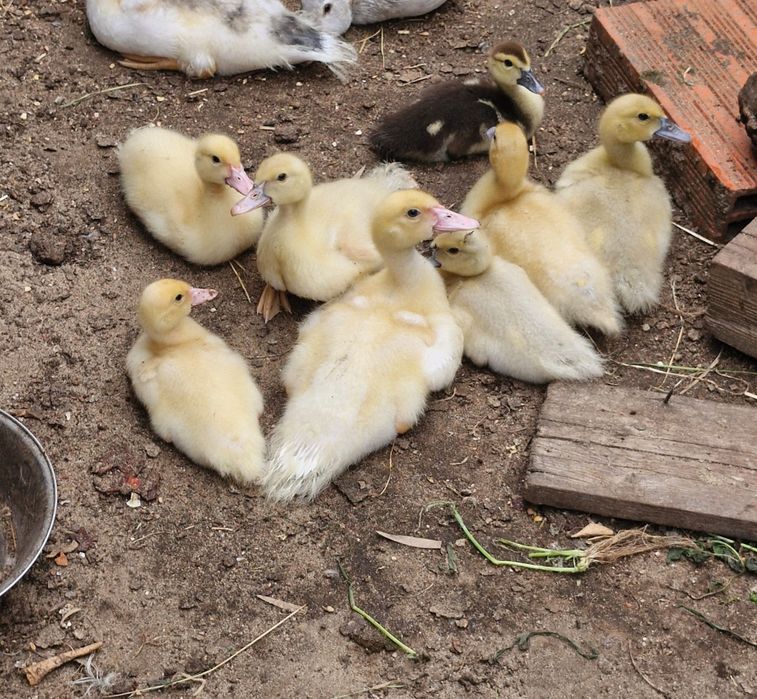 Patos mudos e Cayuga  bebés