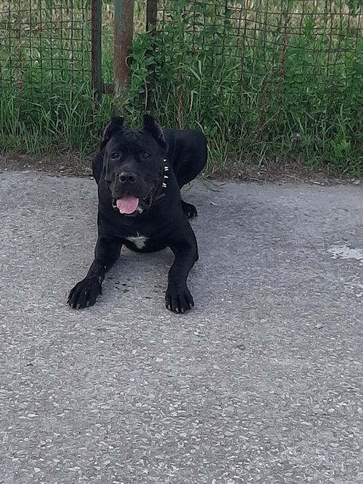 Вязка Кане Корсо Кобель: 200 грн. - В'язка Одеса на Olx