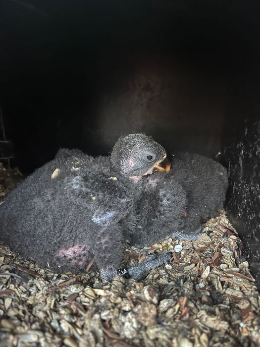 Ring necks, ecletus, marianinhas,