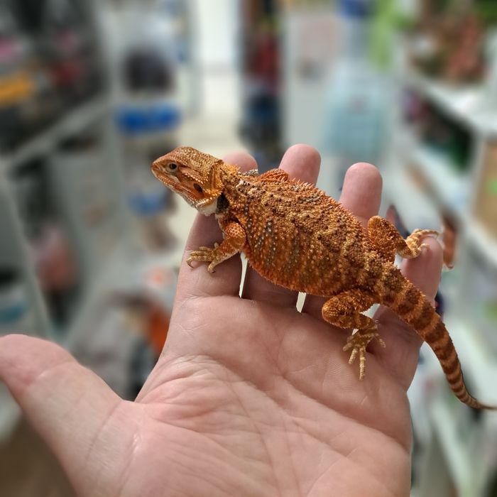 Agama brodata GRUBY KOCUR sklep zoologiczny Rzeszów ul. Leska 2