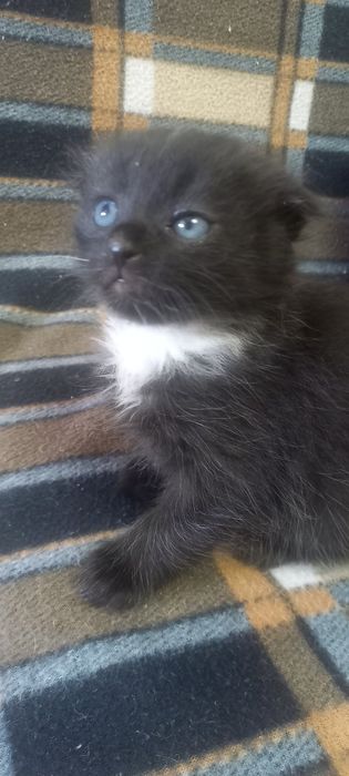 Кошенята скотіш фолд