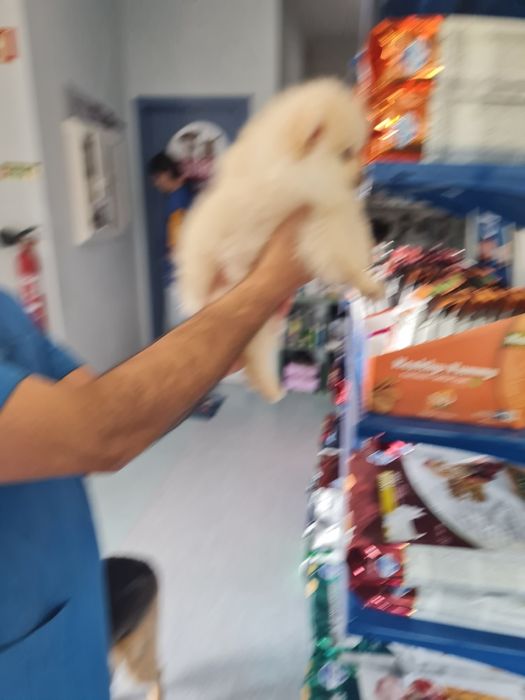 Spitz lulu  Pomerânia anão linhagem russa Femea linda branco perola c/pedigree