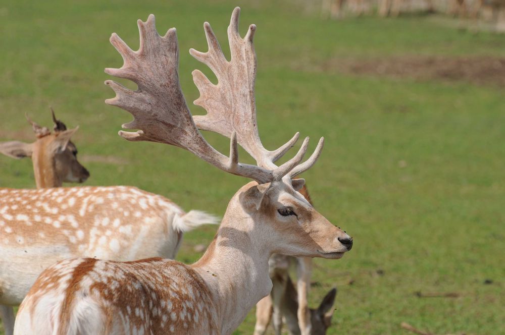 Daniele sprzedam. Dobry materiał hodowlany. Dowolne ilości.