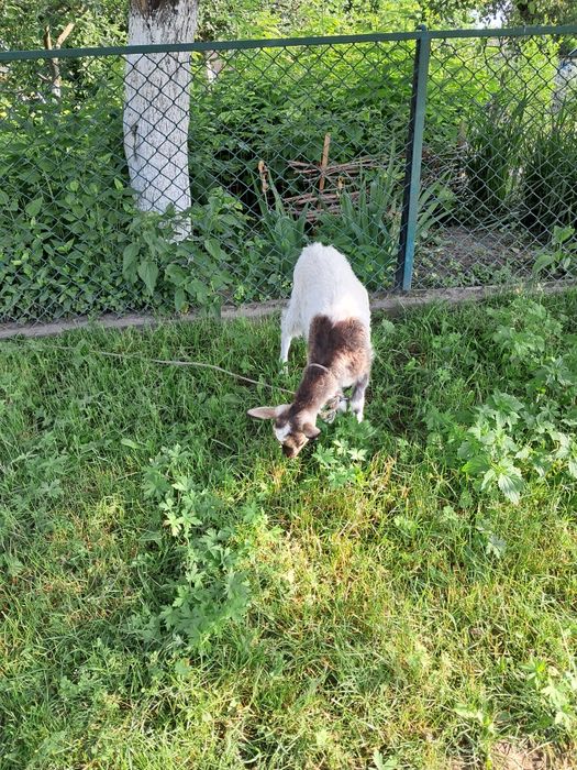 Продам козочку хорошу