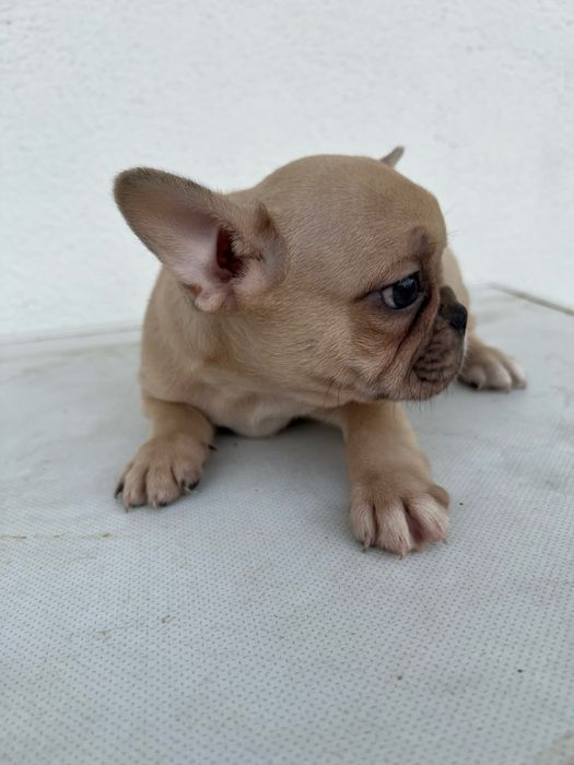 Bulldog francês macho  sable baixinho e curtinho