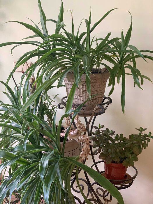 ЮККА домашня з кованою підставкою на 5 квітів